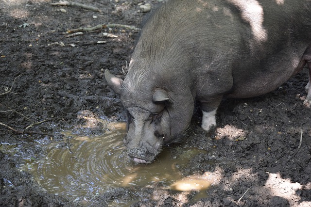 因为克内克 因为克内克