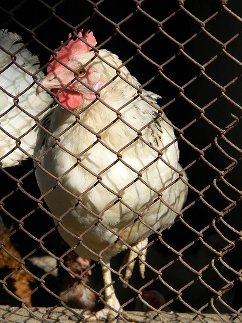 的机会更是 的机会更是